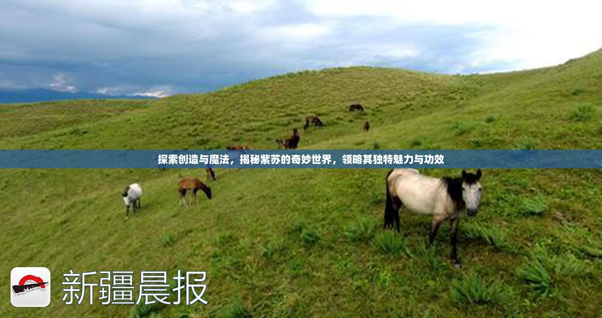 探索创造与魔法，揭秘紫苏的奇妙世界，领略其独特魅力与功效