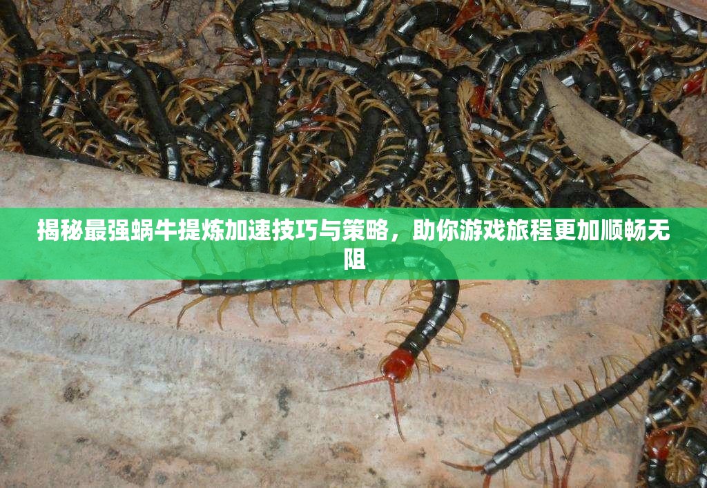 揭秘最强蜗牛提炼加速技巧与策略，助你游戏旅程更加顺畅无阻