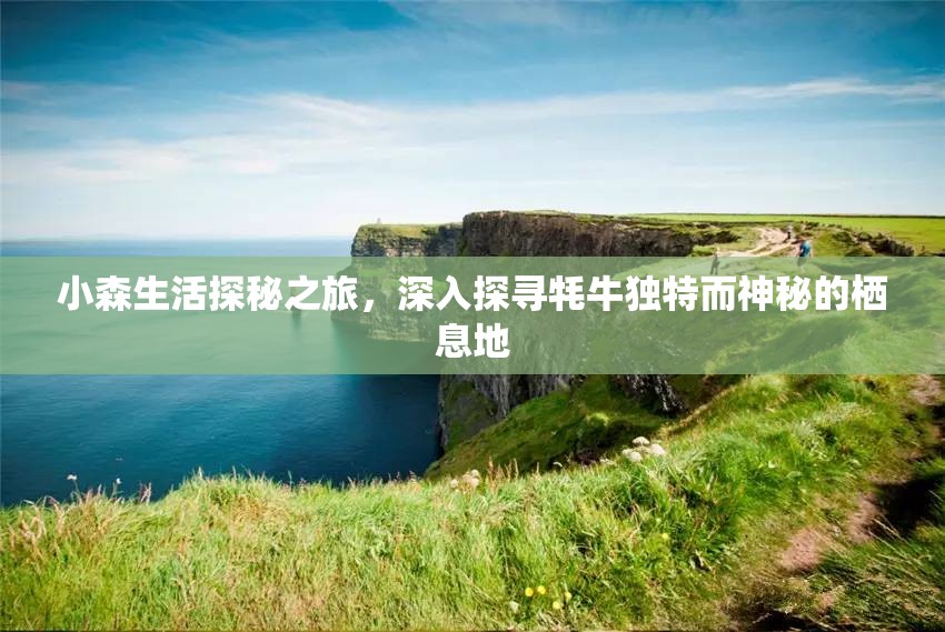 小森生活探秘之旅，深入探寻牦牛独特而神秘的栖息地
