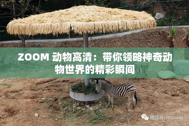ZOOM 动物高清：带你领略神奇动物世界的精彩瞬间