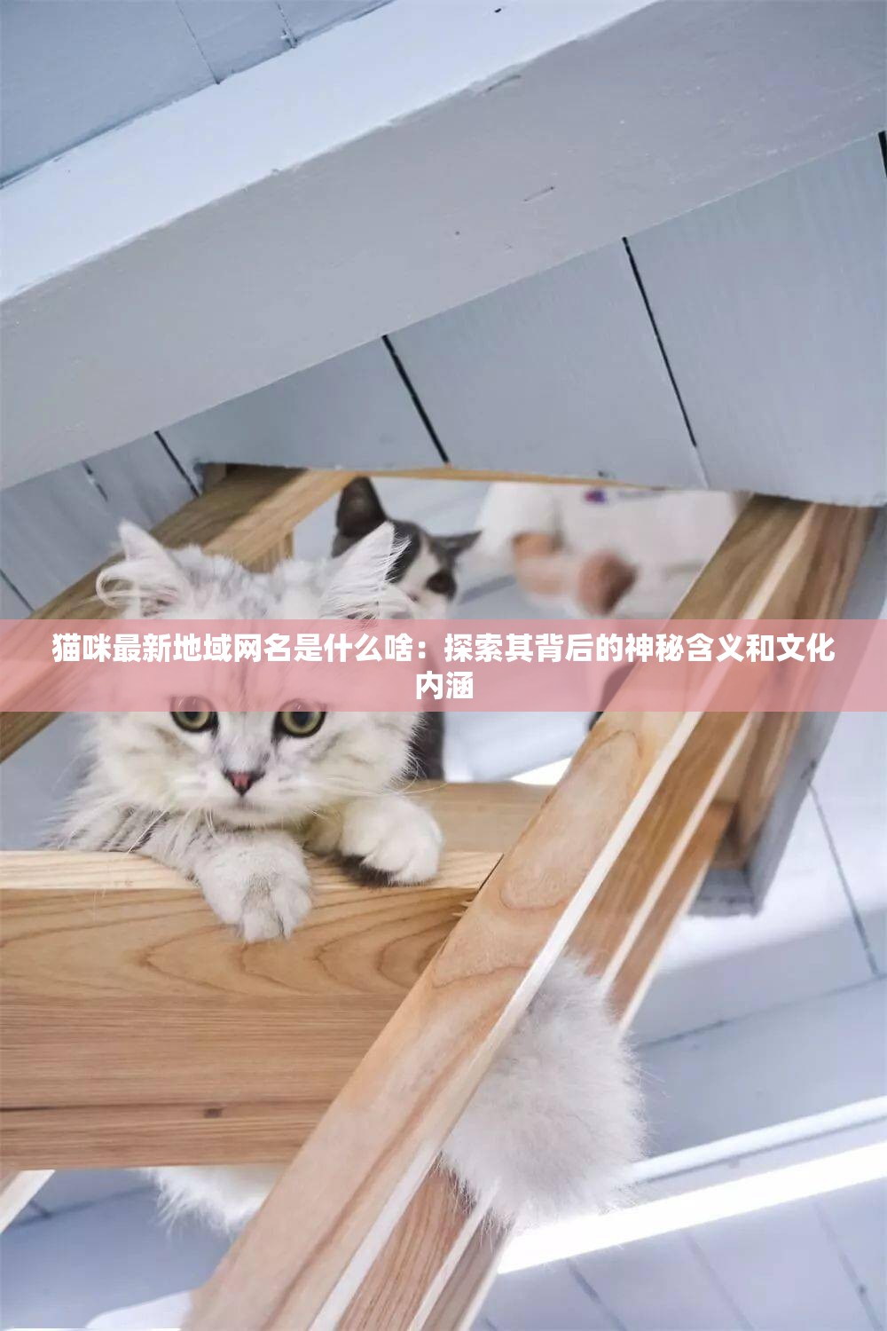 猫咪最新地域网名是什么啥：探索其背后的神秘含义和文化内涵