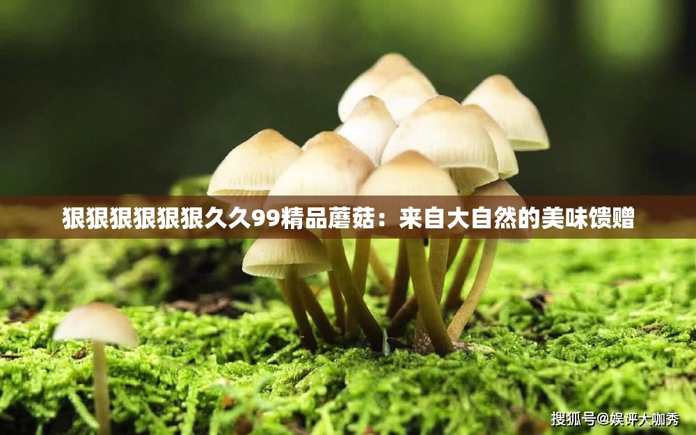 狠狠狠狠狠狠久久99精品蘑菇：来自大自然的美味馈赠