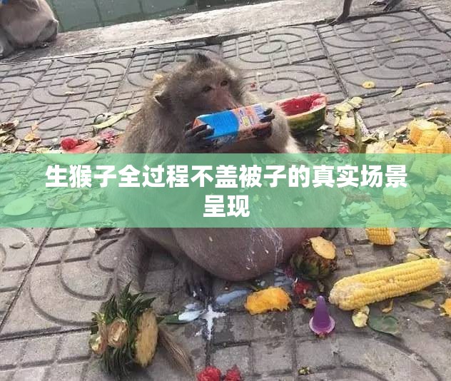 生猴子全过程不盖被子的真实场景呈现