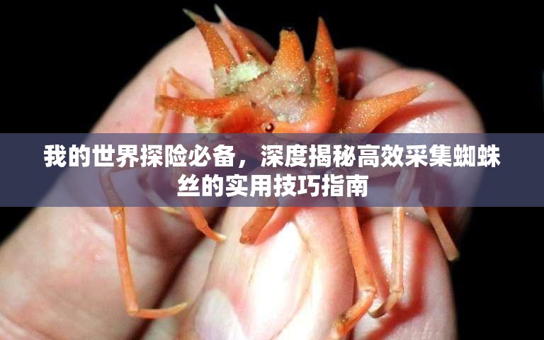 我的世界探险必备，深度揭秘高效采集蜘蛛丝的实用技巧指南