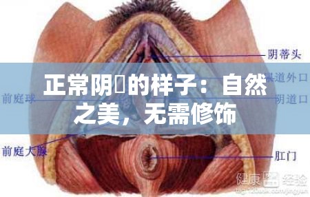 正常阴脣的样子：自然之美，无需修饰