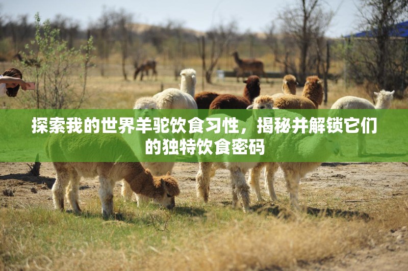 探索我的世界羊驼饮食习性，揭秘并解锁它们的独特饮食密码