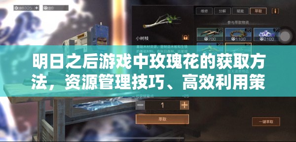 明日之后游戏中玫瑰花的获取方法，资源管理技巧、高效利用策略及价值最大化指南