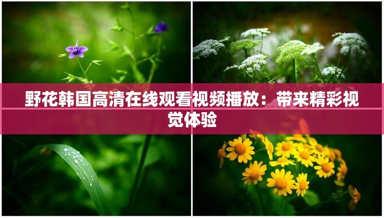 野花韩国高清在线观看视频播放：带来精彩视觉体验