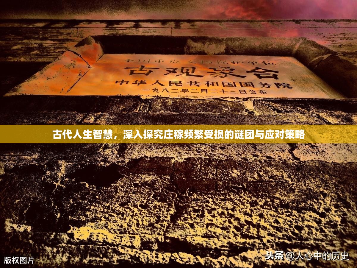 古代人生智慧，深入探究庄稼频繁受损的谜团与应对策略