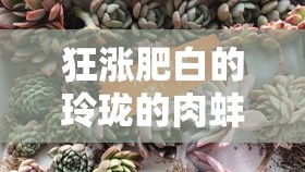 狂涨肥白的玲珑的肉蚌：探秘其独特的生长之谜