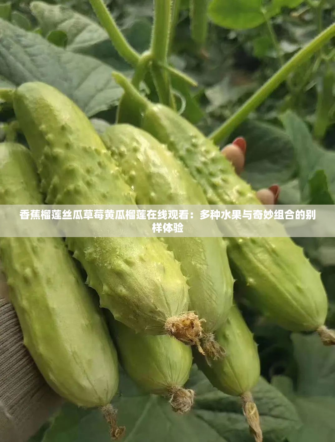 香蕉榴莲丝瓜草莓黄瓜榴莲在线观看：多种水果与奇妙组合的别样体验