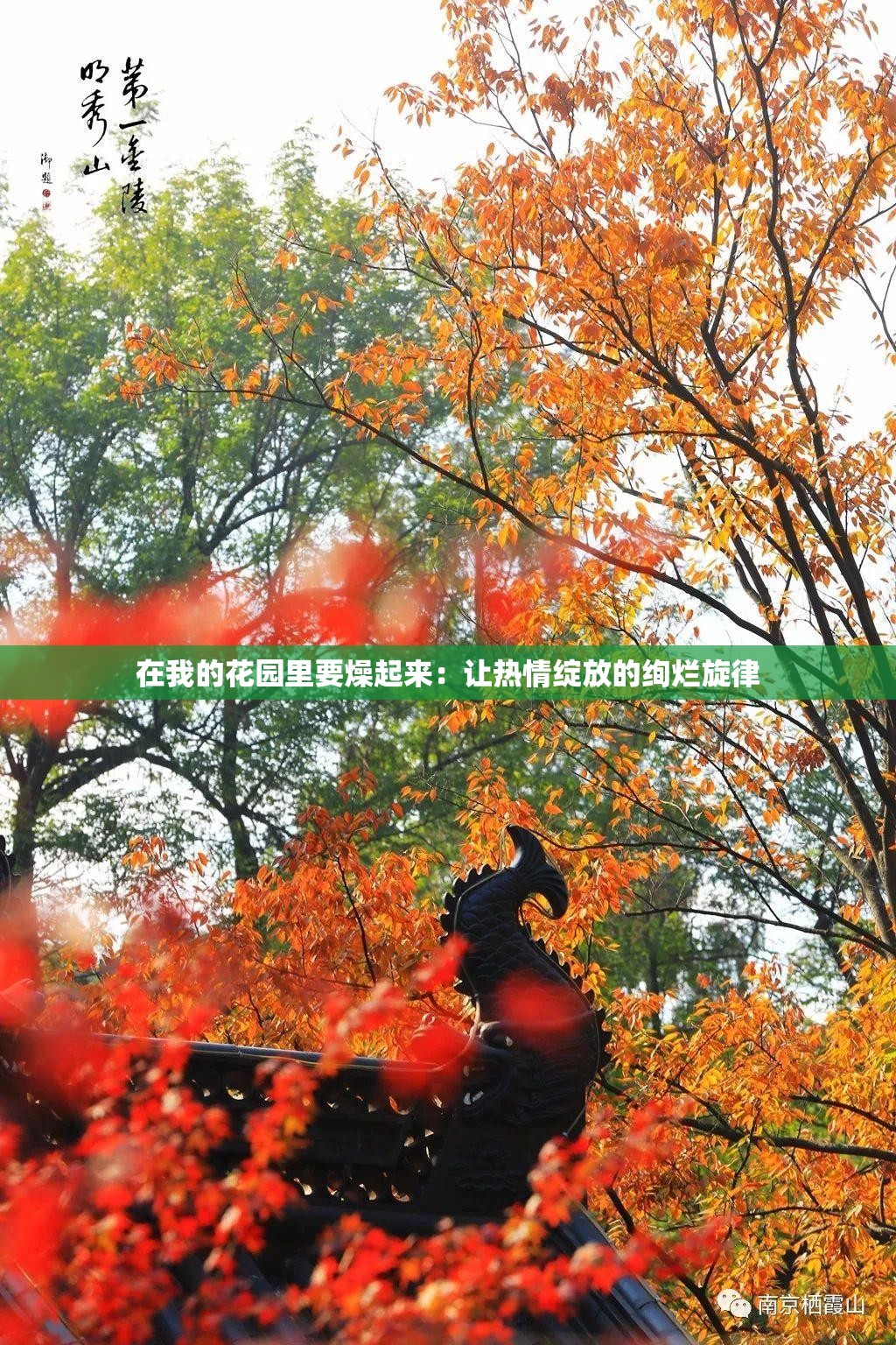 在我的花园里要燥起来：让热情绽放的绚烂旋律