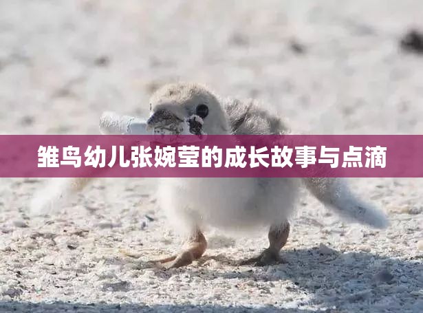 雏鸟幼儿张婉莹的成长故事与点滴