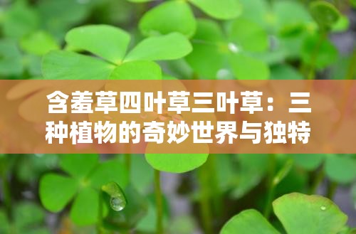 含羞草四叶草三叶草：三种植物的奇妙世界与独特魅力