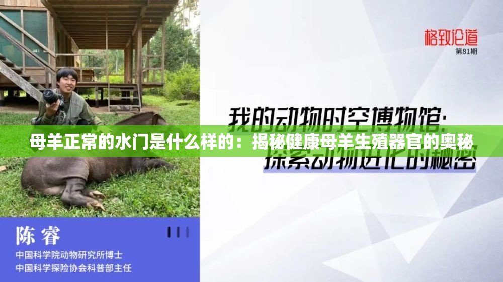 母羊正常的水门是什么样的：揭秘健康母羊生殖器官的奥秘