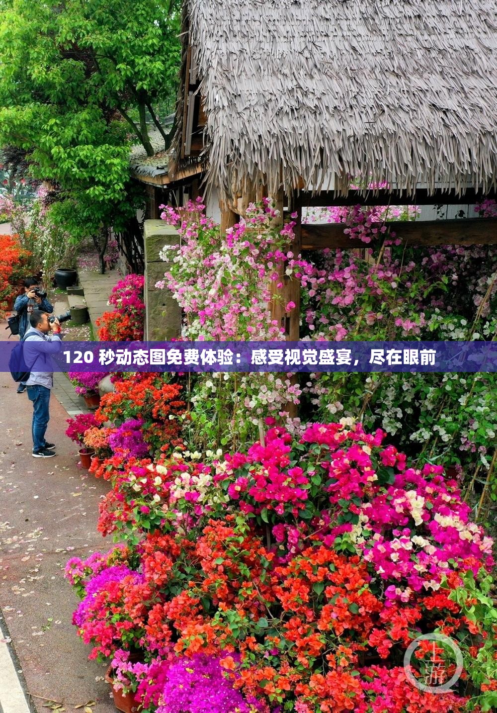 120 秒动态图免费体验：感受视觉盛宴，尽在眼前