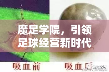 魔足学院，引领足球经营新时代，解锁创新管理与竞技策略新纪元