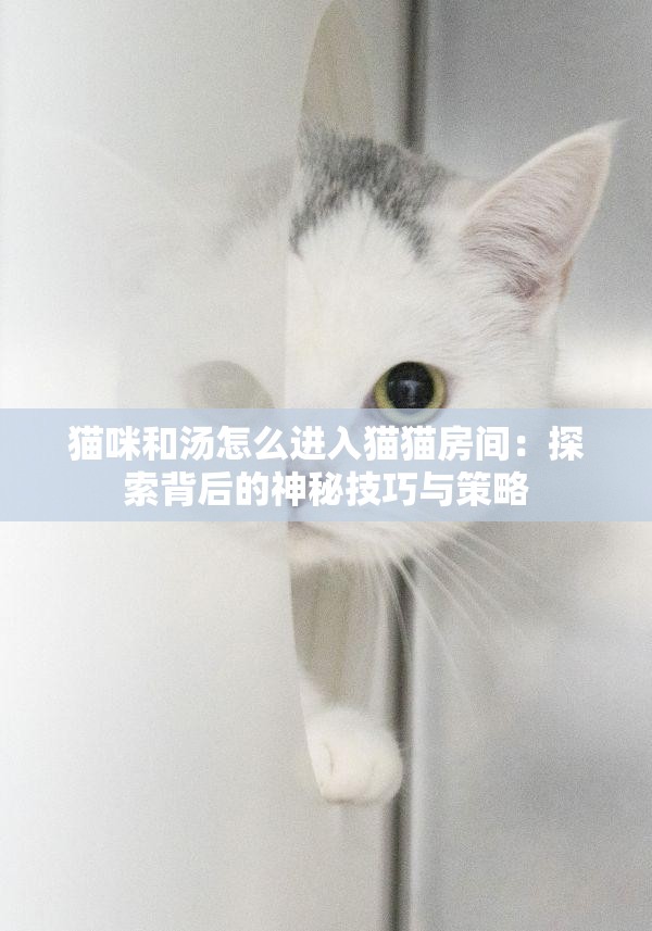 猫咪和汤怎么进入猫猫房间：探索背后的神秘技巧与策略