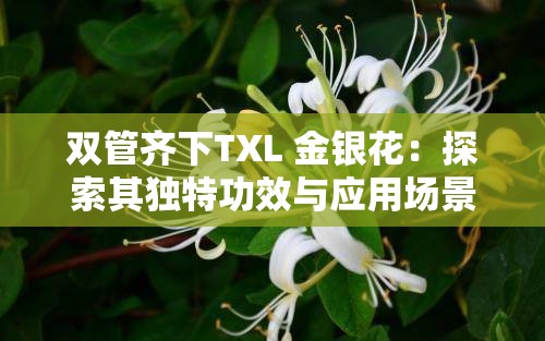 双管齐下TXL 金银花：探索其独特功效与应用场景
