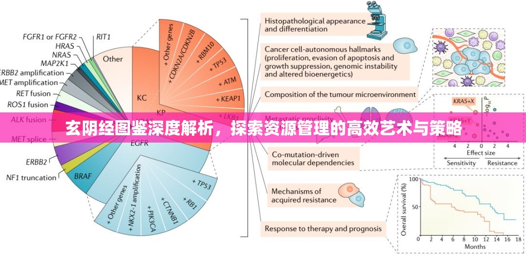 玄阴经图鉴深度解析，探索资源管理的高效艺术与策略