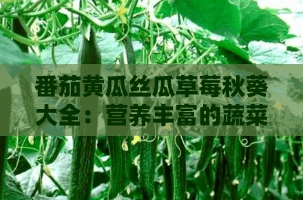 番茄黄瓜丝瓜草莓秋葵大全：营养丰富的蔬菜盛宴