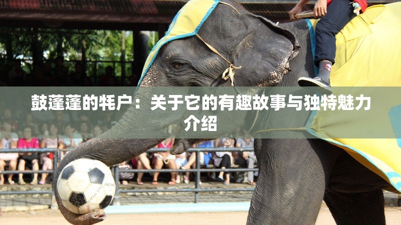 鼓蓬蓬的牦户：关于它的有趣故事与独特魅力介绍