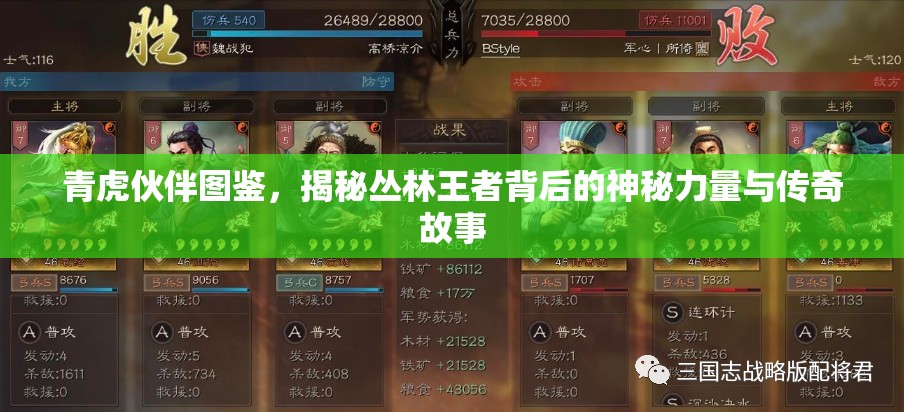 青虎伙伴图鉴，揭秘丛林王者背后的神秘力量与传奇故事