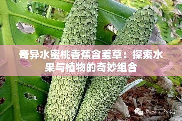 奇异水蜜桃香蕉含羞草：探索水果与植物的奇妙组合