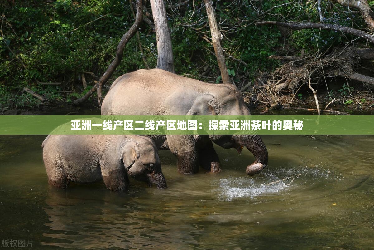 亚洲一线产区二线产区地图：探索亚洲茶叶的奥秘