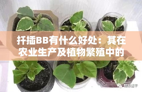 扦插BB有什么好处：其在农业生产及植物繁殖中的重要意义