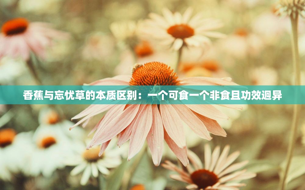 香蕉与忘忧草的本质区别：一个可食一个非食且功效迥异