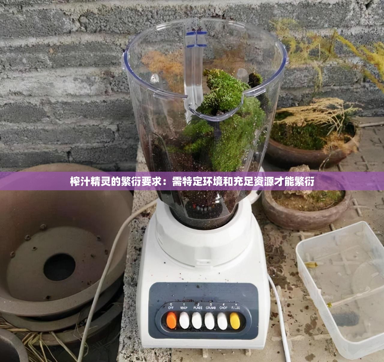 榨汁精灵的繁衍要求：需特定环境和充足资源才能繁衍