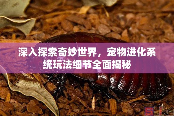 深入探索奇妙世界，宠物进化系统玩法细节全面揭秘