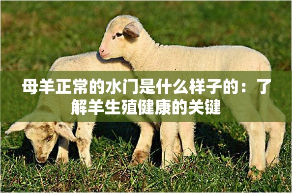 母羊正常的水门是什么样子的：了解羊生殖健康的关键