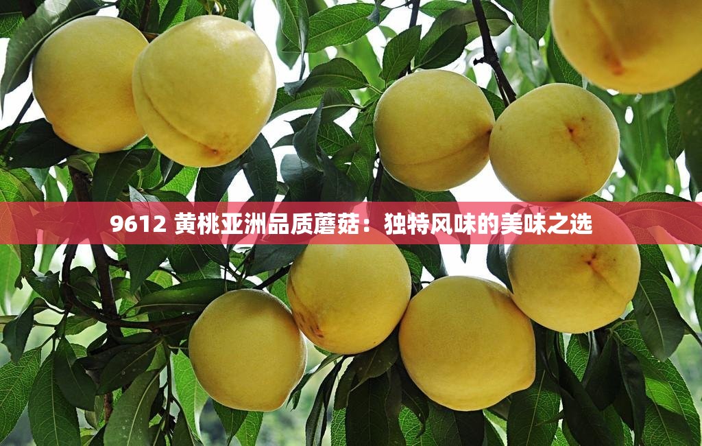 9612 黄桃亚洲品质蘑菇：独特风味的美味之选