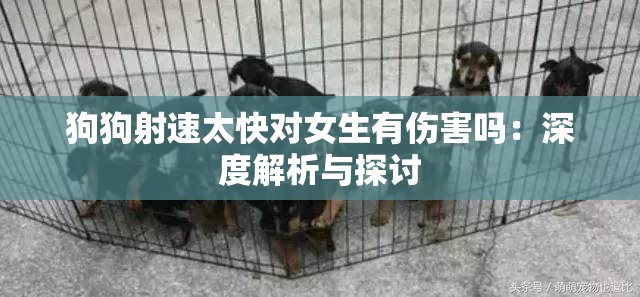 狗狗射速太快对女生有伤害吗：深度解析与探讨