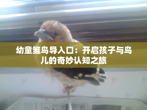幼童雏鸟导入口：开启孩子与鸟儿的奇妙认知之旅