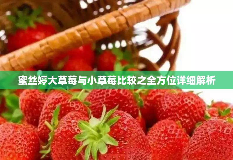蜜丝婷大草莓与小草莓比较之全方位详细解析