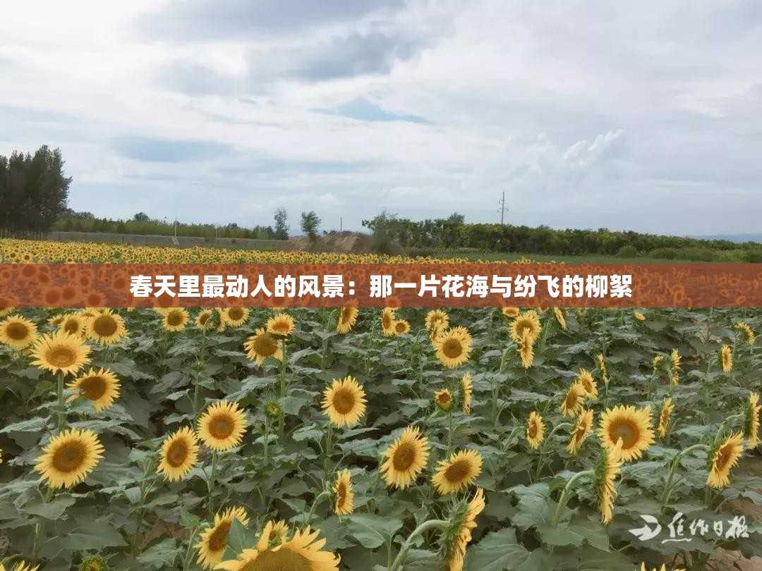 春天里最动人的风景：那一片花海与纷飞的柳絮