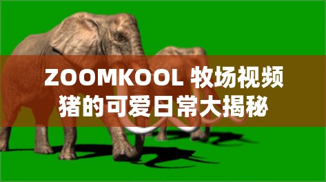 ZOOMKOOL 牧场视频猪的可爱日常大揭秘