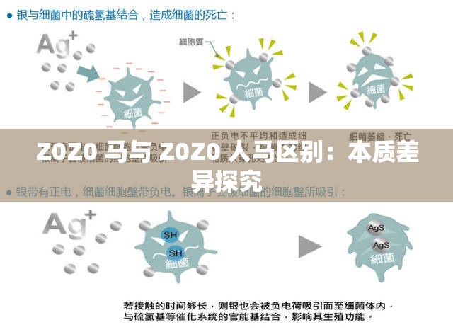 Z0Z0 马与 Z0Z0 人马区别：本质差异探究