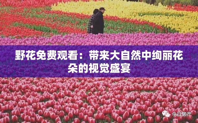 野花免费观看：带来大自然中绚丽花朵的视觉盛宴