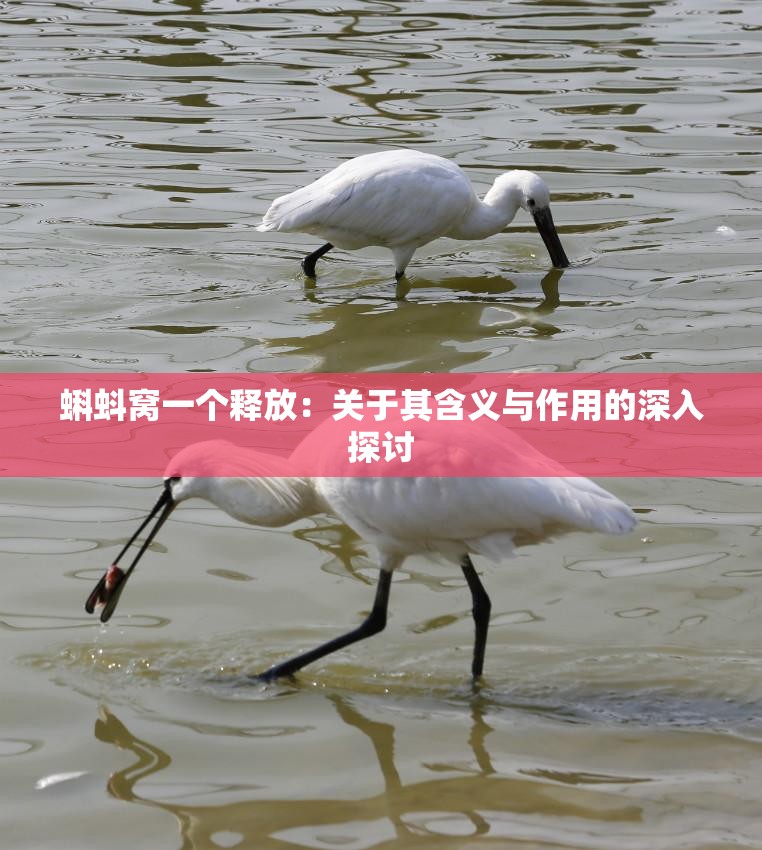 蝌蚪窝一个释放：关于其含义与作用的深入探讨