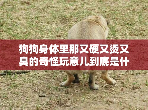 狗狗身体里那又硬又烫又臭的奇怪玩意儿到底是什么