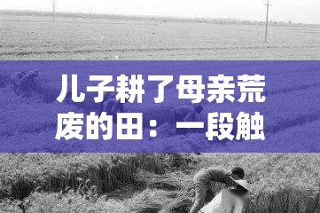 儿子耕了母亲荒废的田：一段触动人心的乡村故事