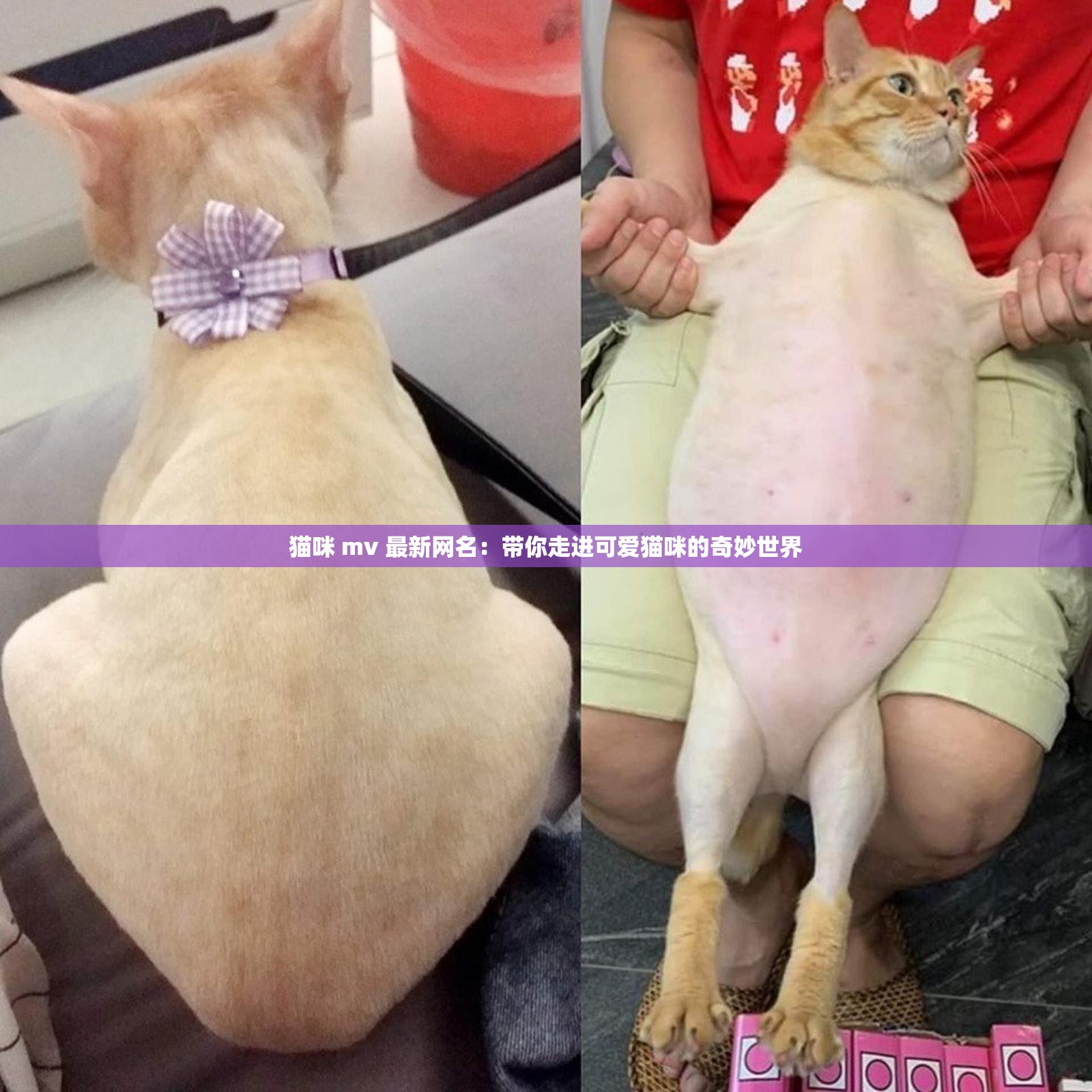 猫咪 mv 最新网名：带你走进可爱猫咪的奇妙世界