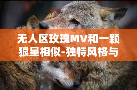 无人区玫瑰MV和一颗狼星相似-独特风格与情感交融的视听盛宴