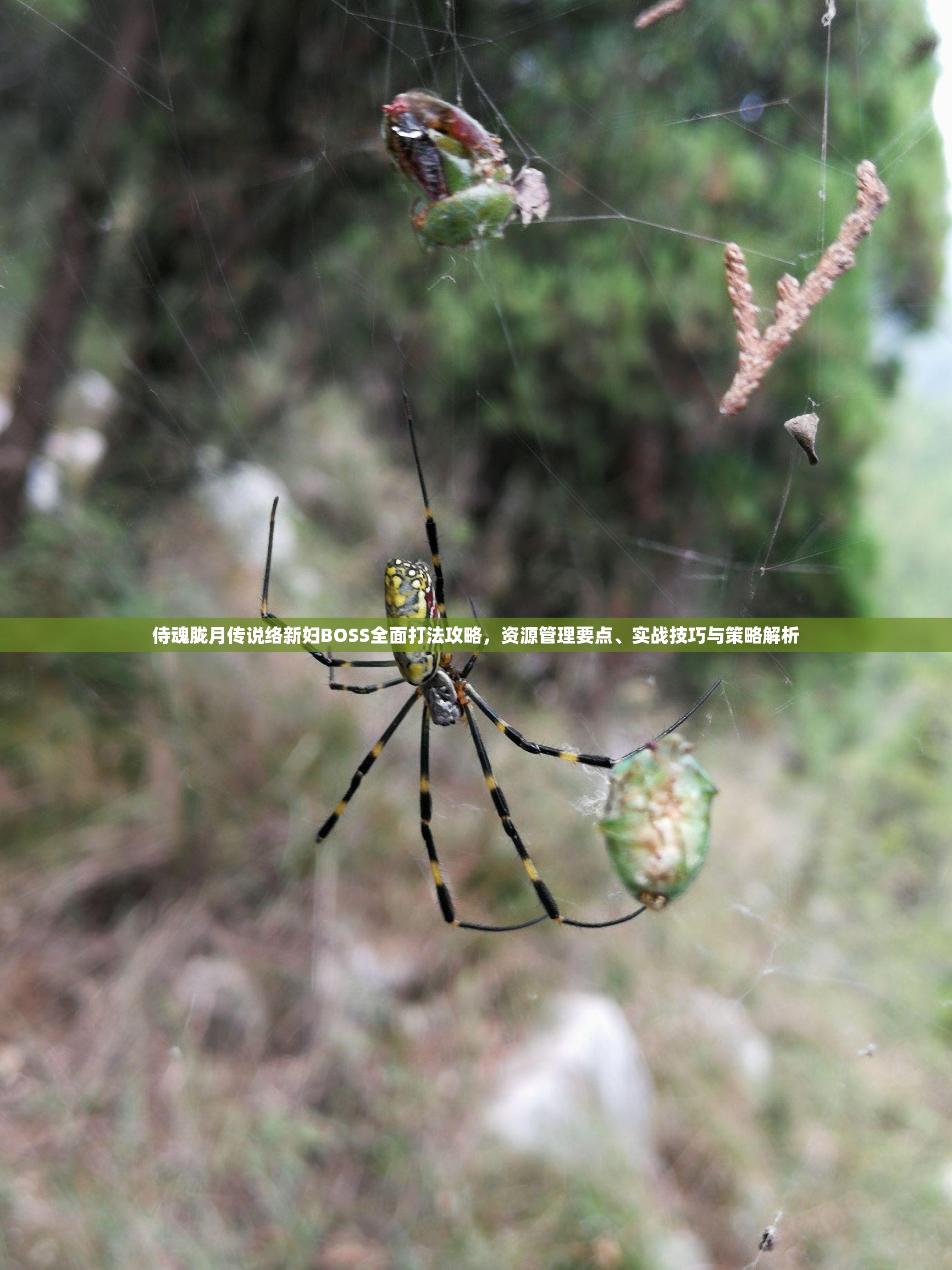 侍魂胧月传说络新妇BOSS全面打法攻略，资源管理要点、实战技巧与策略解析