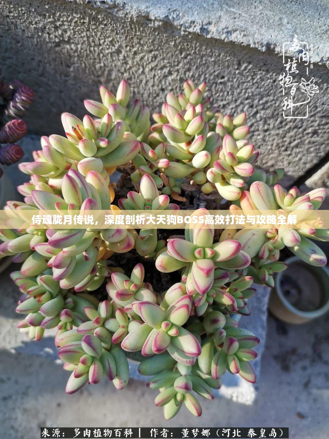 侍魂胧月传说，深度剖析大天狗BOSS高效打法与攻略全解