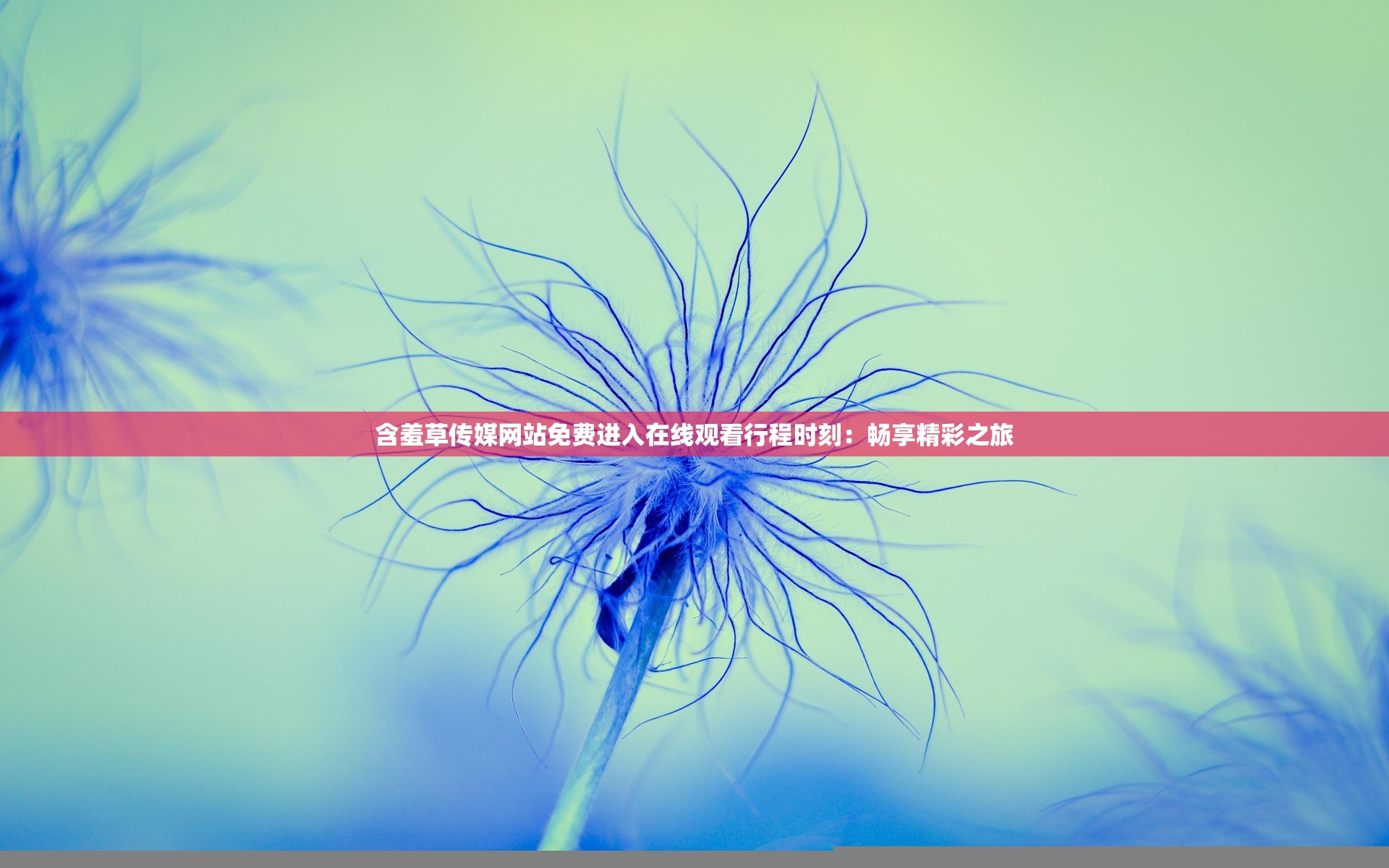 含羞草传媒网站免费进入在线观看行程时刻：畅享精彩之旅